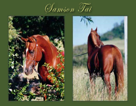 Samson Tai - Arabian Stallion